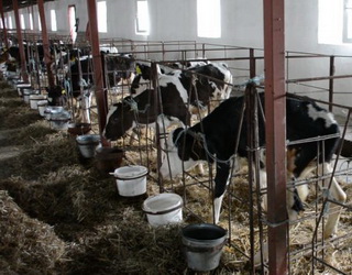 Grain Alliance реконструює молочнотоварну ферму на Полтавщині